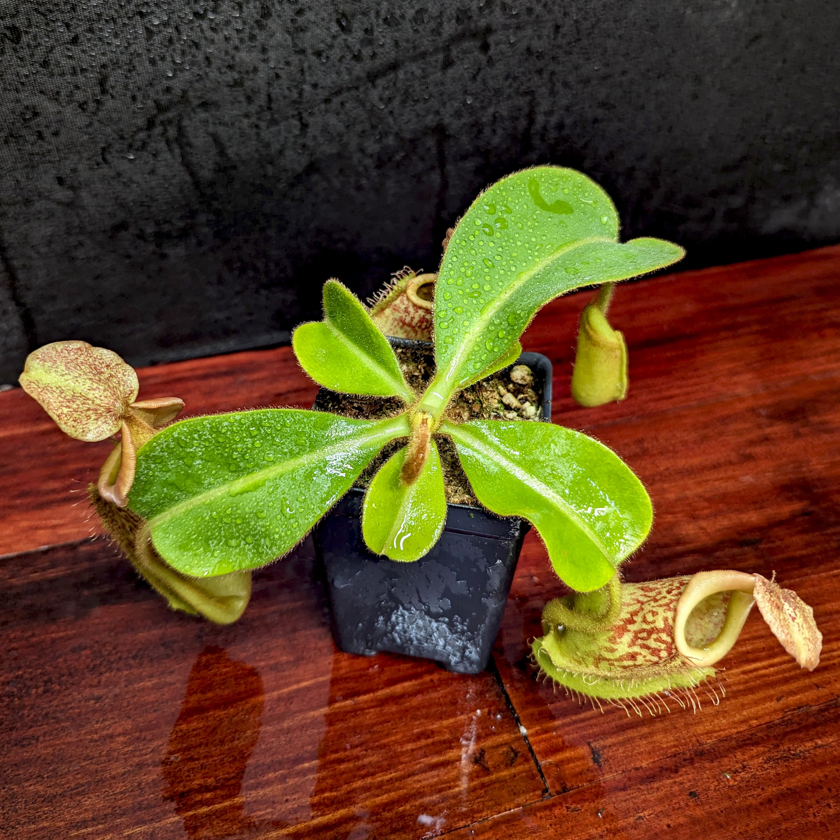ダ*ケ様 P.veitchii limited species 3 editio BACK PLAIN PLANTS | P.Veitchii limited species 3rd edition