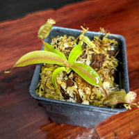 Nepenthes boschiana x (veitchii x northiana), CAR-0367, pitcher plant, carnivorous plant, collectors plant, large pitchers, rare plants