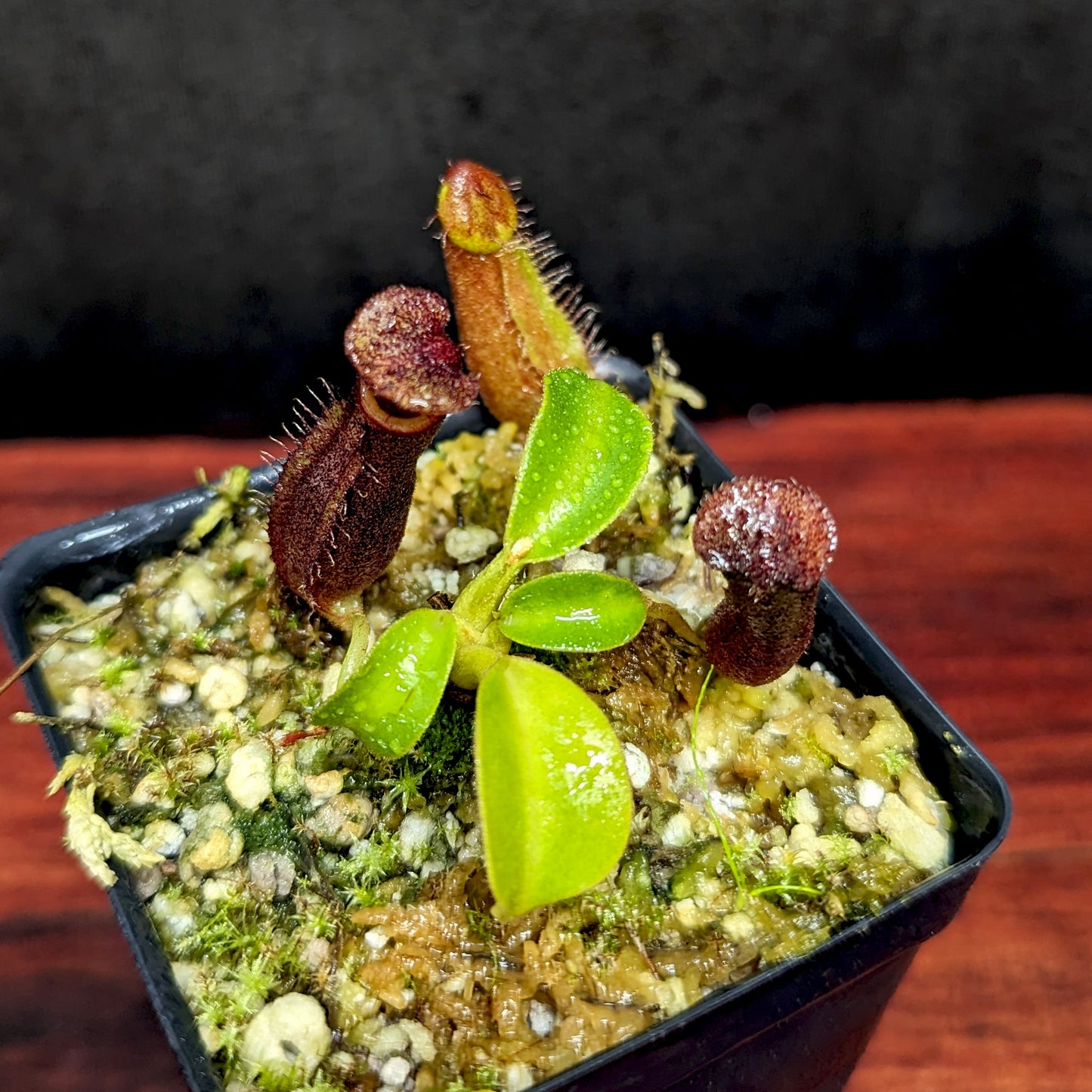Nepenthes Trusmadiensis x robcantleyi, pitcher plant, carnivorous plant, collectors plant, large pitchers, rare plants