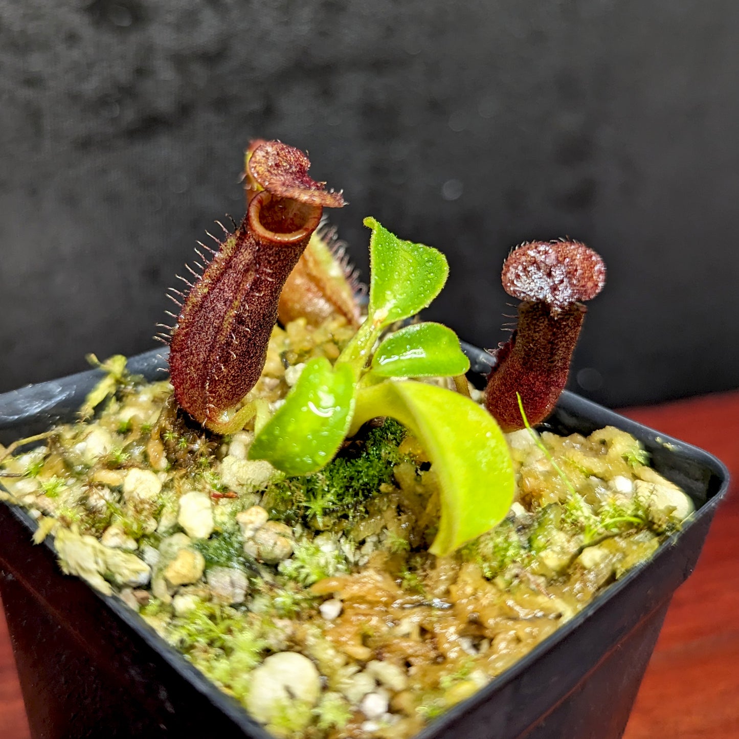 Nepenthes Trusmadiensis x robcantleyi, pitcher plant, carnivorous plant, collectors plant, large pitchers, rare plants
