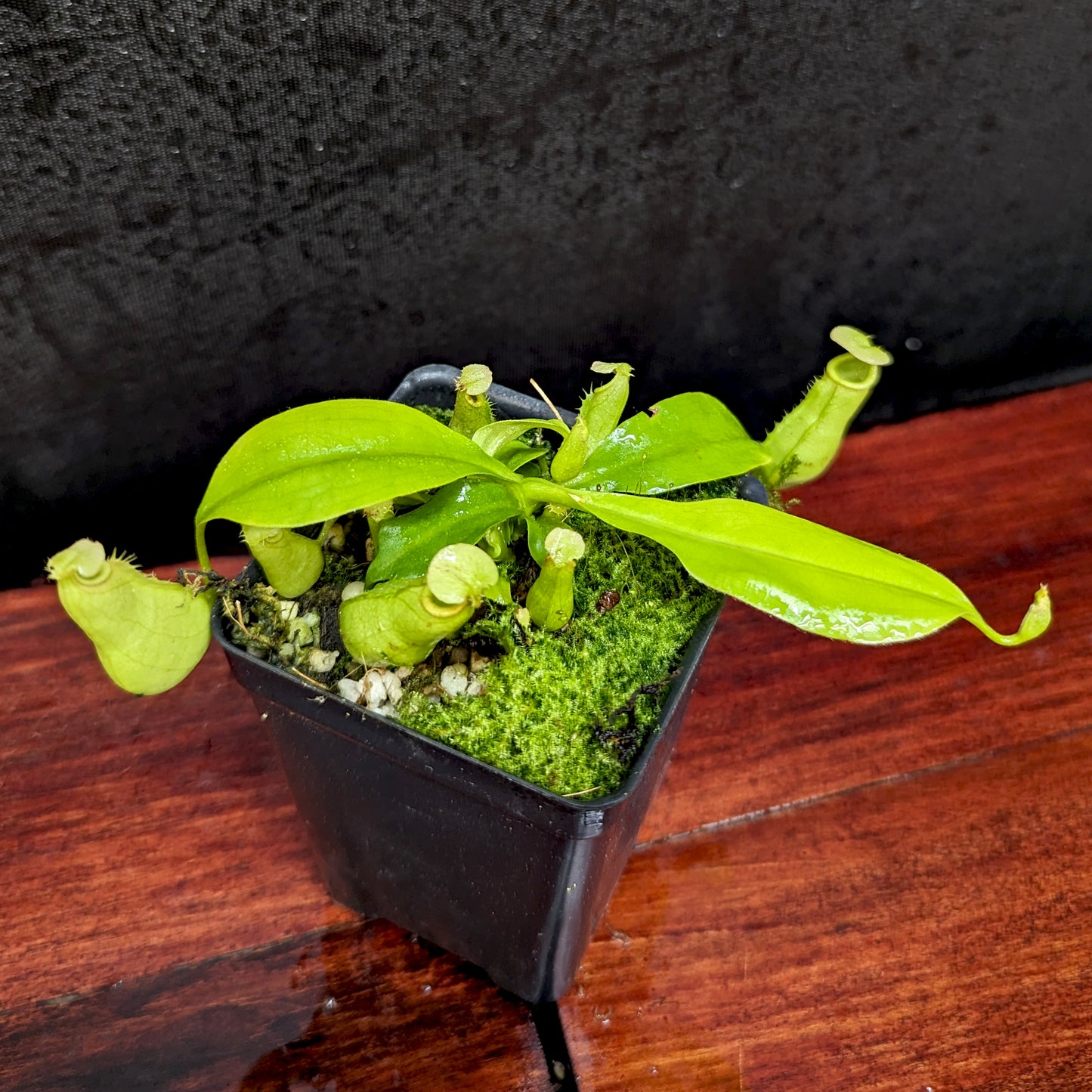 Nepenthes bicalcarata (Orange x Red), CAR-0268 fanged squat pitcher, Pitcher plant, carnivorous plant, collectors plant, pitchers, rare nepenthes, terrarium plant, easy to grow nepenthes, beginner nepenthes, beginner pitcher plants, nepenthes.