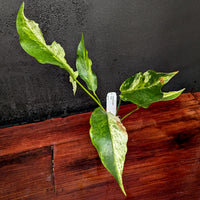 Anthurium Renaissance variegated - Exact Plant 10/06/23