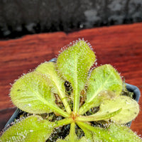 Drosera schizandra, Notched / Heart-Leaf Sundew