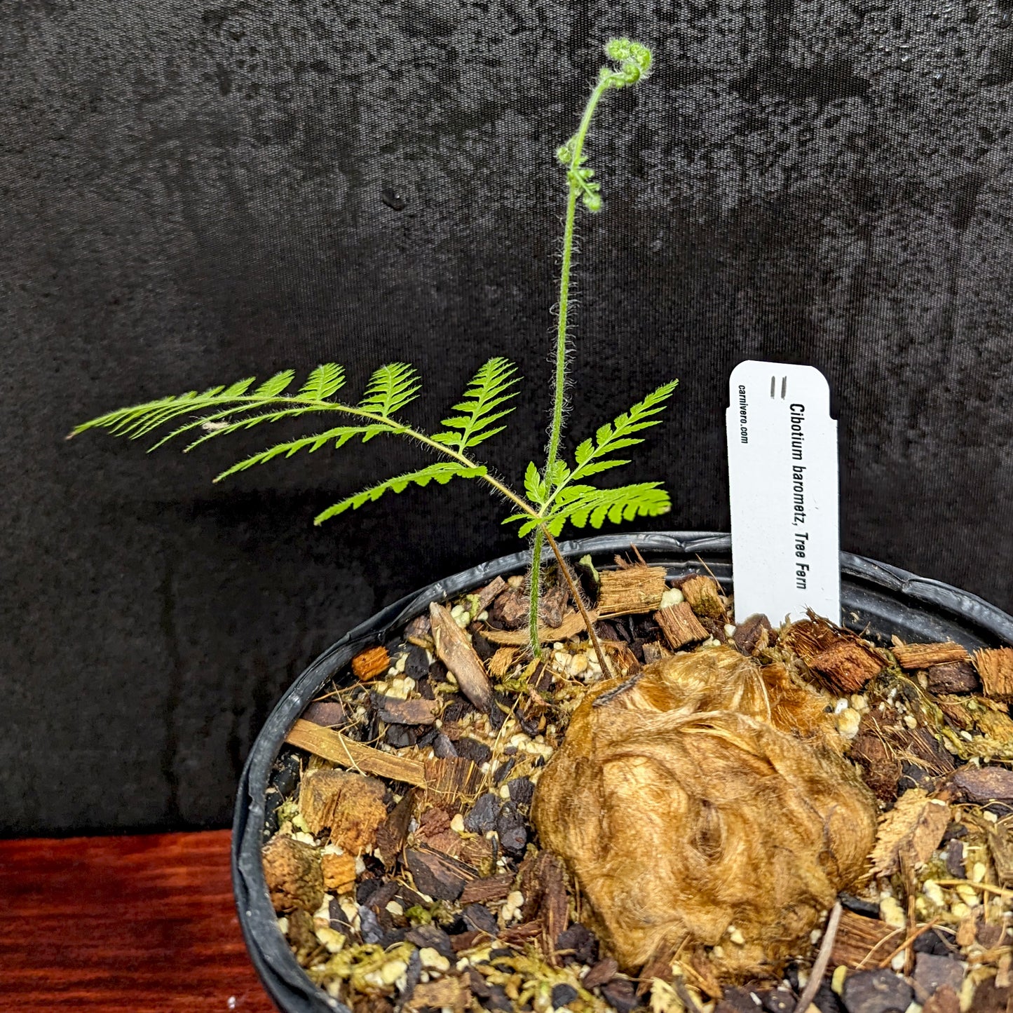 Cibotium barometz, Golden Chicken Fern, Woolly Fern