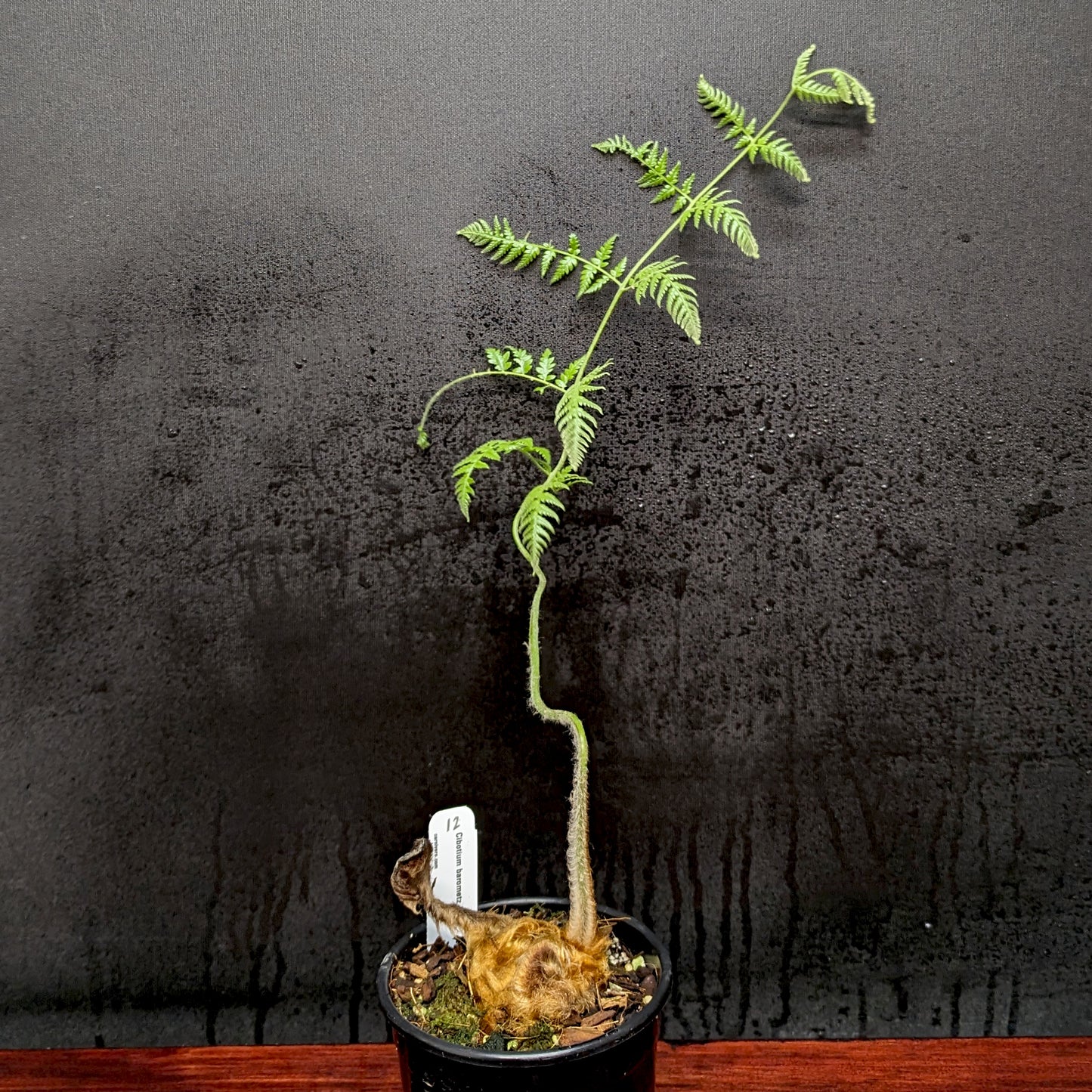 Cibotium barometz, Golden Chicken Fern, Woolly Fern