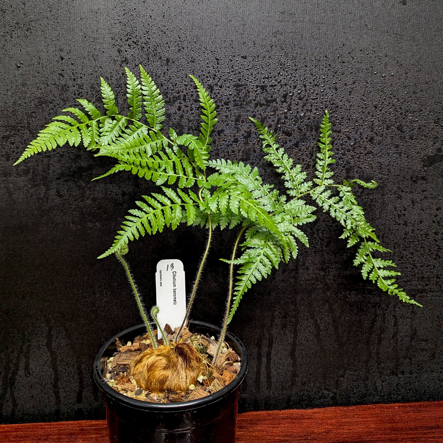 Cibotium barometz, Golden Chicken Fern, Woolly Fern