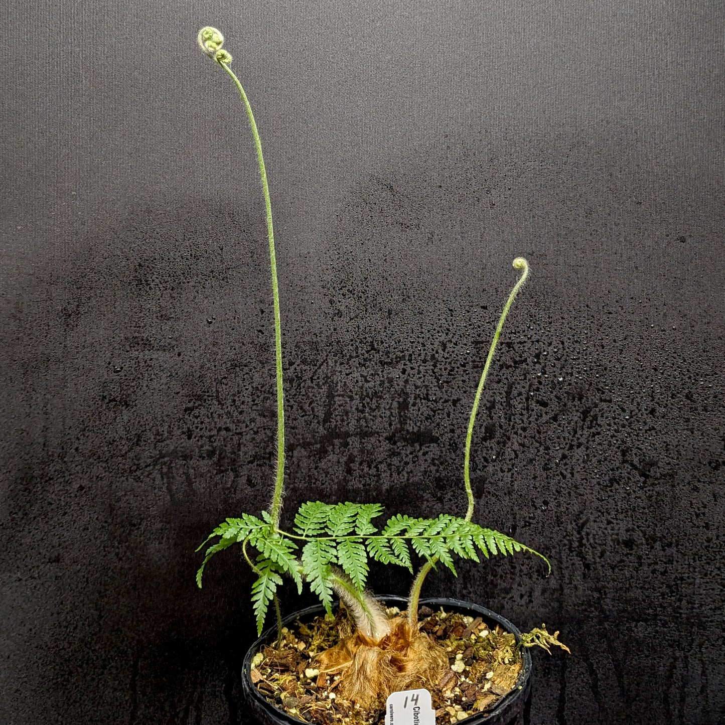 Cibotium barometz, Golden Chicken Fern, Woolly Fern