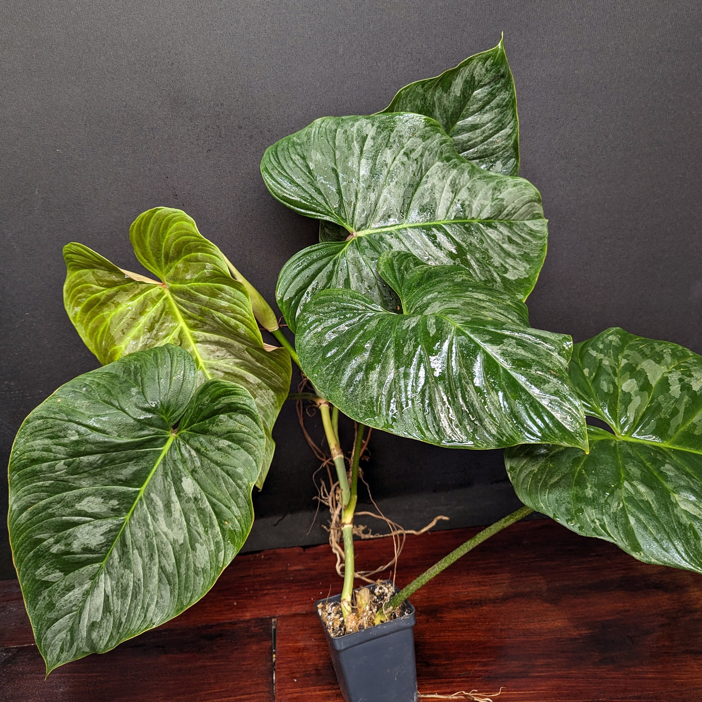 philodendron joaosilvae Philodendron Majestic (sodiroi x verrucosum) – Carnivero