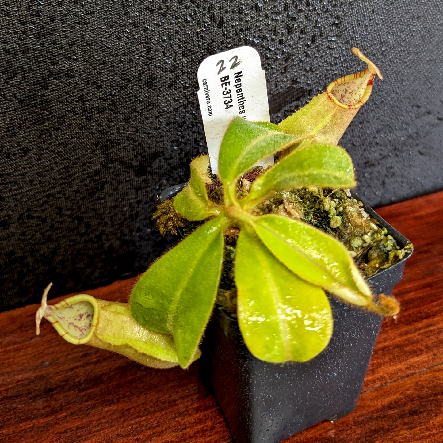 Nepenthes veitchii Bareo, BE-3734 large squat striped peristome pitcher, Pitcher plant, carnivorous plant, collectors plant, large pitchers, rare nepenthes, terrarium plant, easy to grow nepenthes, beginner nepenthes, beginner pitcher plants, nepenthes, veitchii.