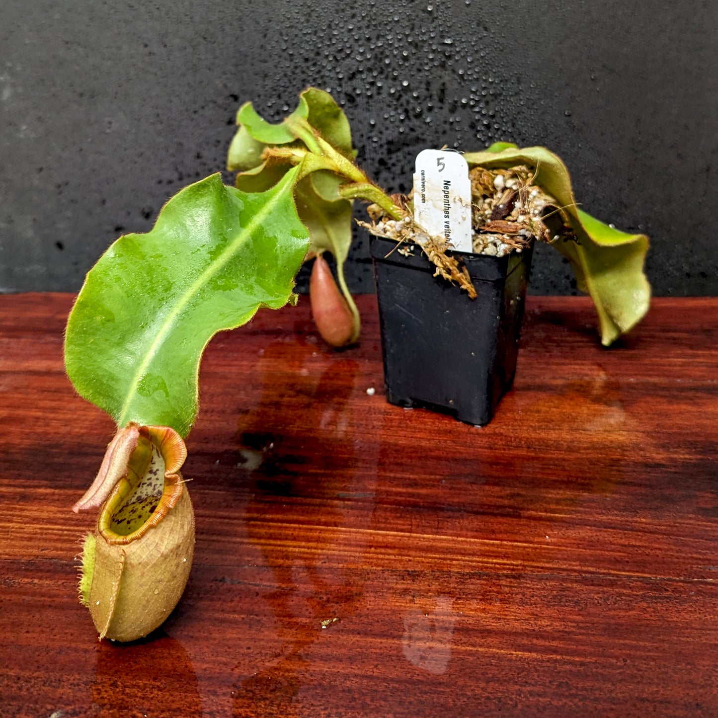 Nepenthes veitchii