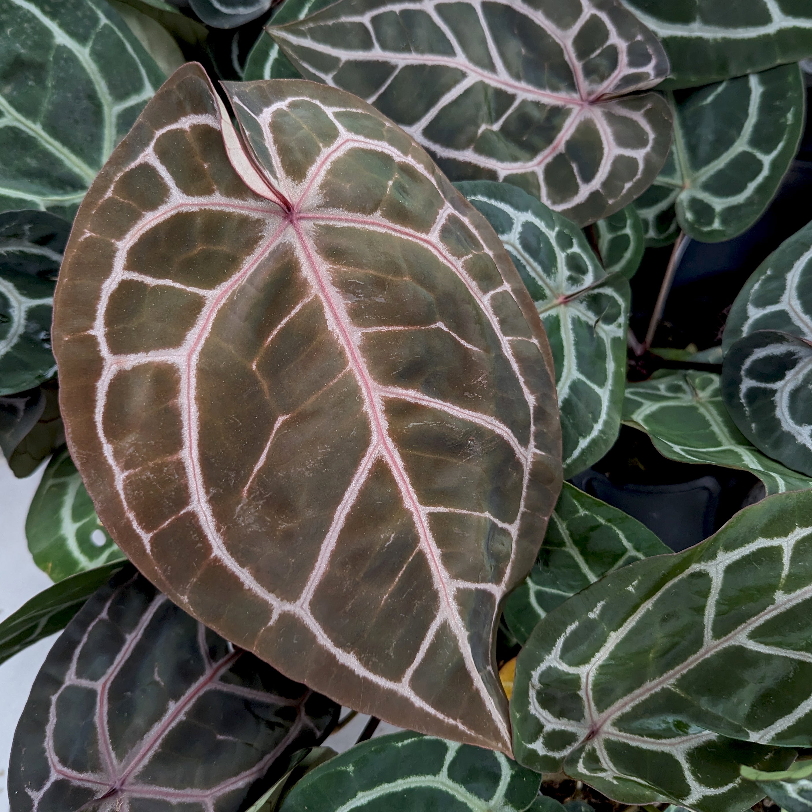 anthurium doc block Anthurium 'Michelle' by Doc Block – Carnivero