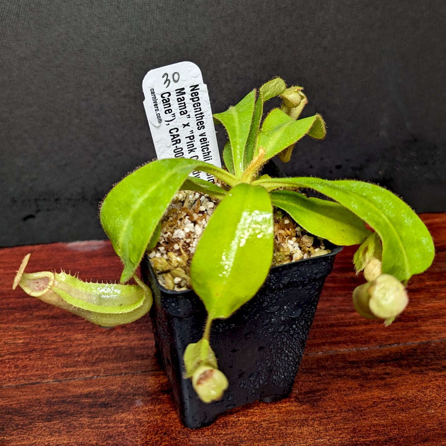 Nepenthes veitchii (k) “Big Mama” x “Pink Candy Cane” large squat striped peristome pitcher, Pitcher plant, carnivorous plant, collectors plant, large pitchers, rare nepenthes, terrarium plant, easy to grow nepenthes, beginner nepenthes, beginner pitcher plants, nepenthes hybrid, veitchii hybrid.