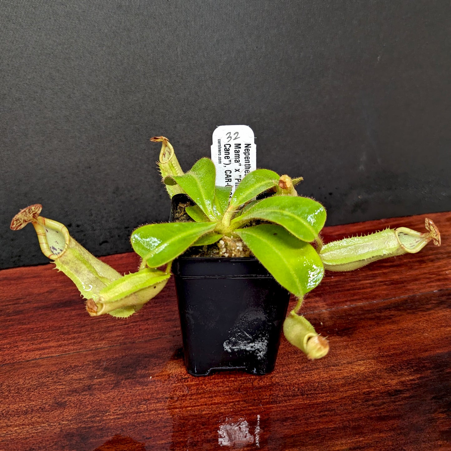 Nepenthes veitchii (k) “Big Mama” x “Pink Candy Cane” large squat striped peristome pitcher, Pitcher plant, carnivorous plant, collectors plant, large pitchers, rare nepenthes, terrarium plant, easy to grow nepenthes, beginner nepenthes, beginner pitcher plants, nepenthes hybrid, veitchii hybrid.