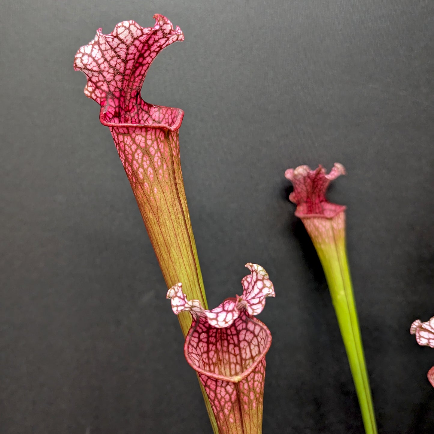 Sarracenia 'Dana's Delight'