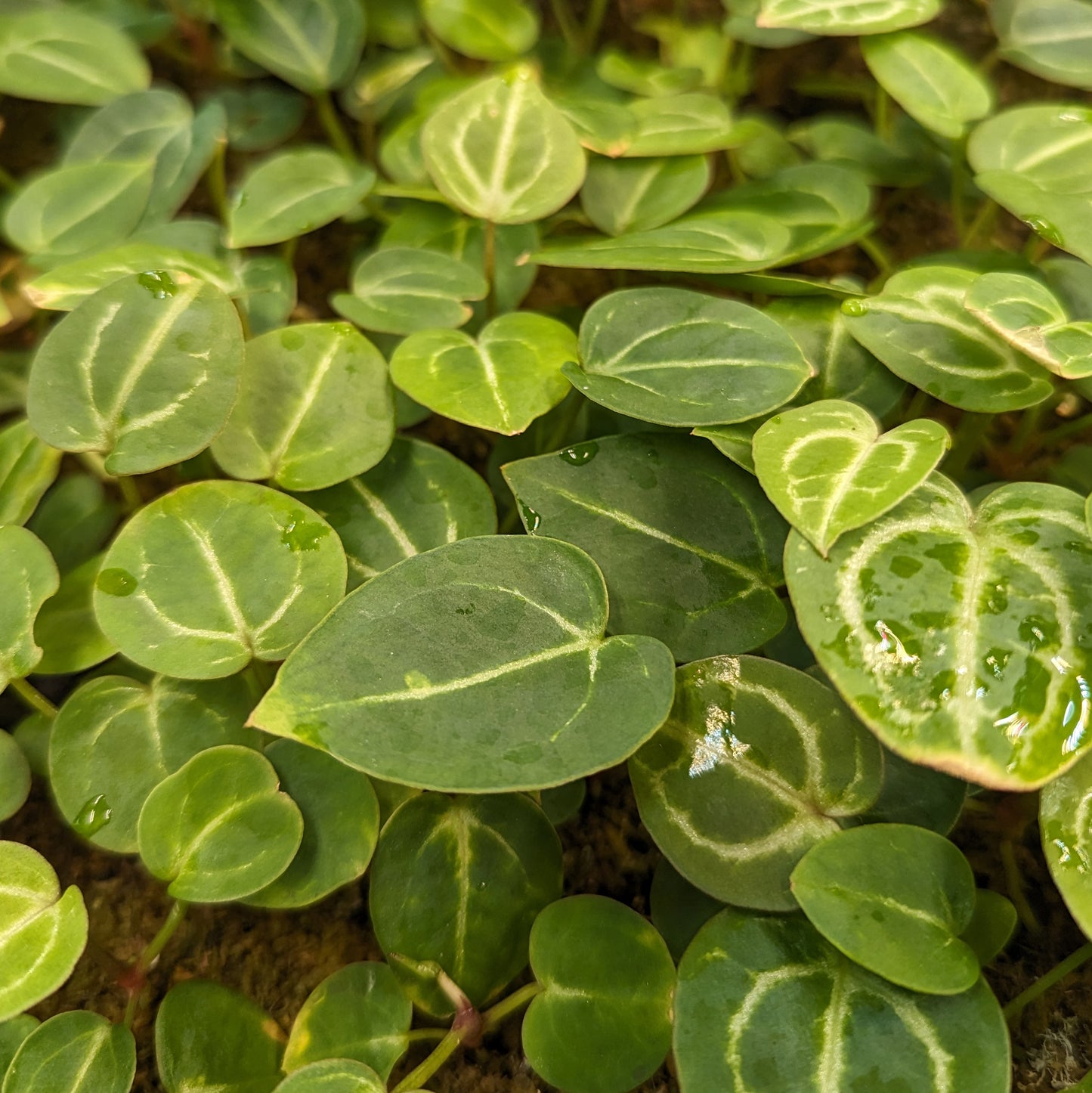 Anthurium (crystallinum x magnificum)