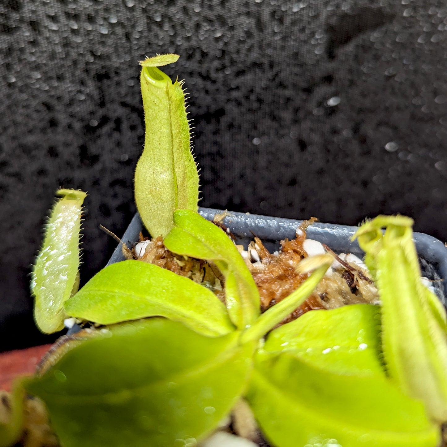 Nepenthes mirabilis var. echinostoma x platychila