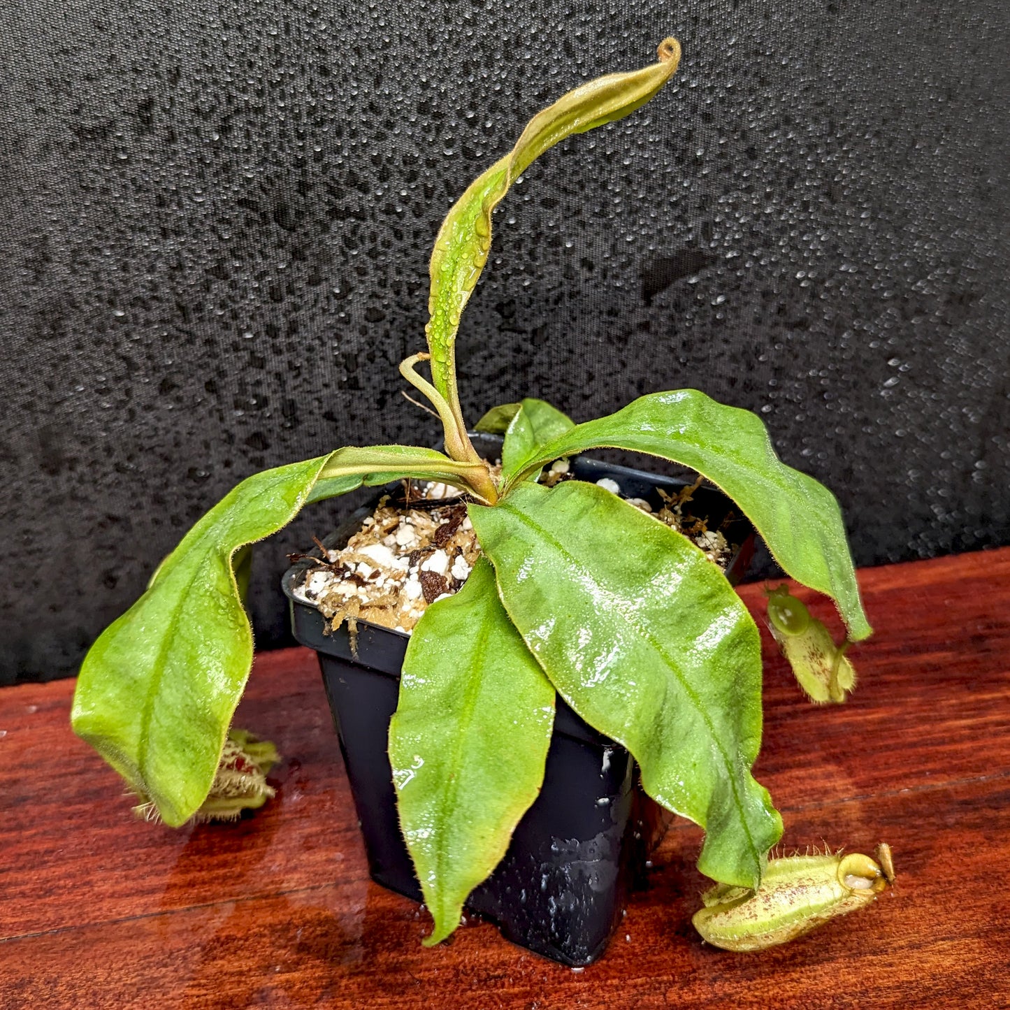 Nepenthes ampullaria Purple Striped x hamata katopasa, CAR-0382