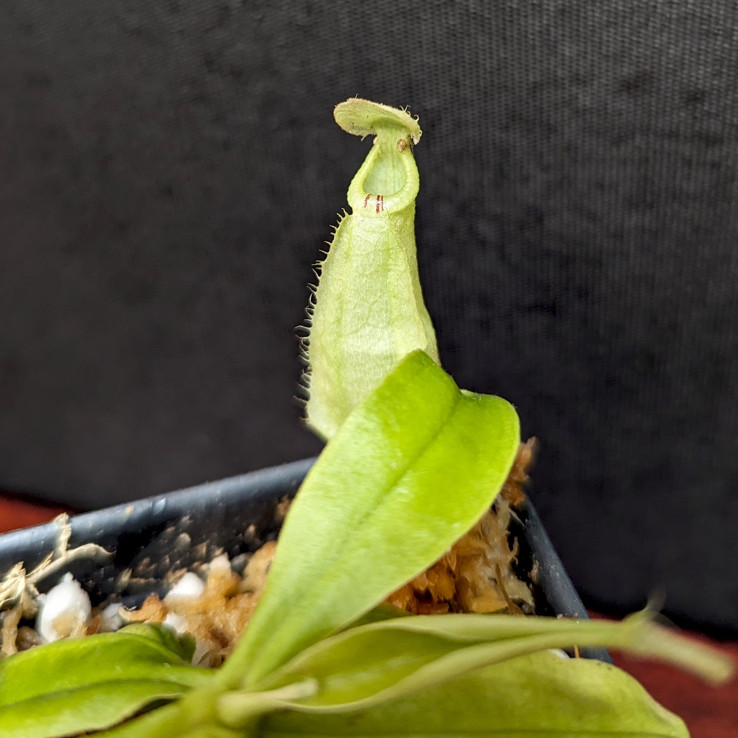 Nepenthes rafflesiana (JB x BE white), CAR-0387, pitcher plant, carnivorous plant, collectors plant, large pitchers, rare plants