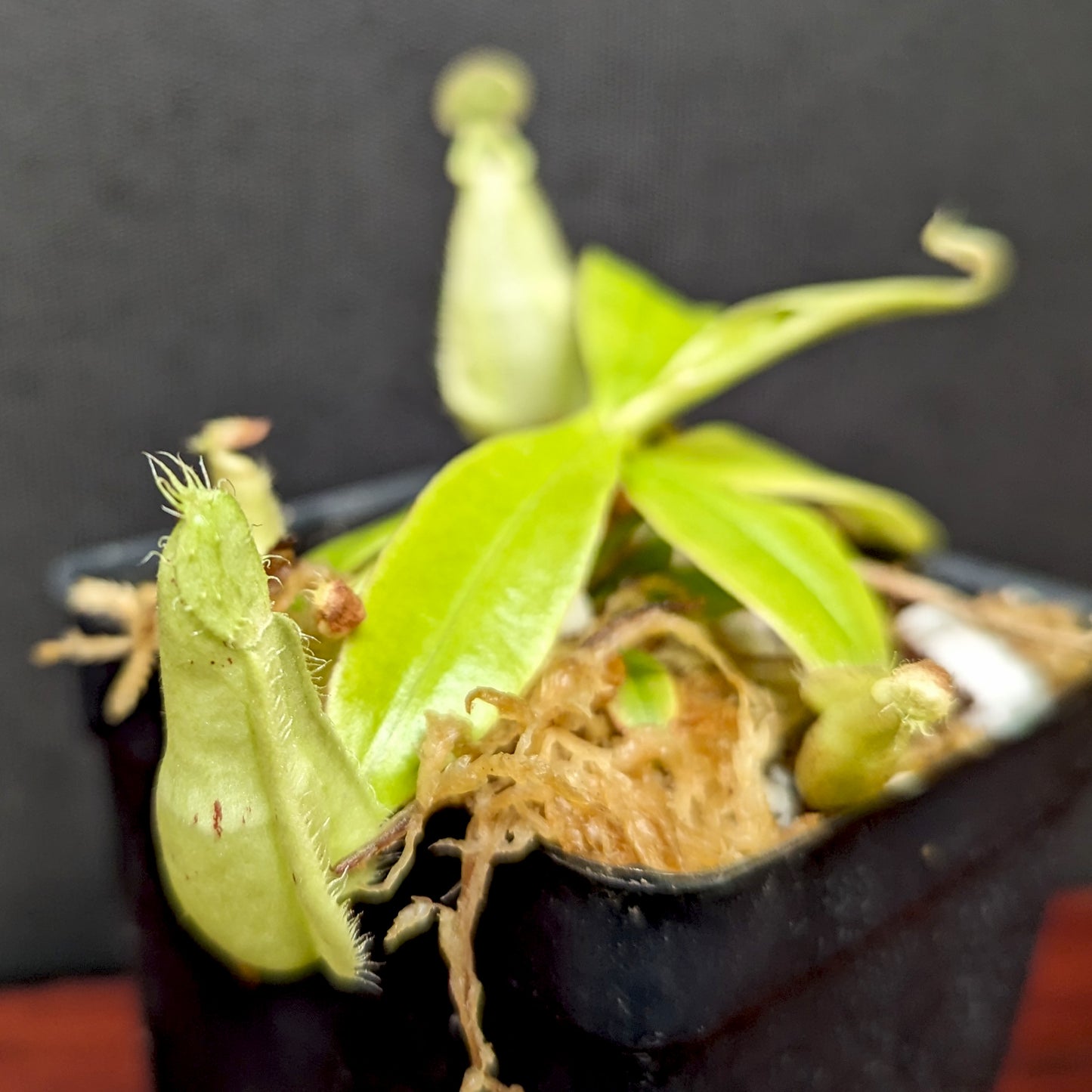 Nepenthes rafflesiana (JB x BE white), CAR-0387, pitcher plant, carnivorous plant, collectors plant, large pitchers, rare plants