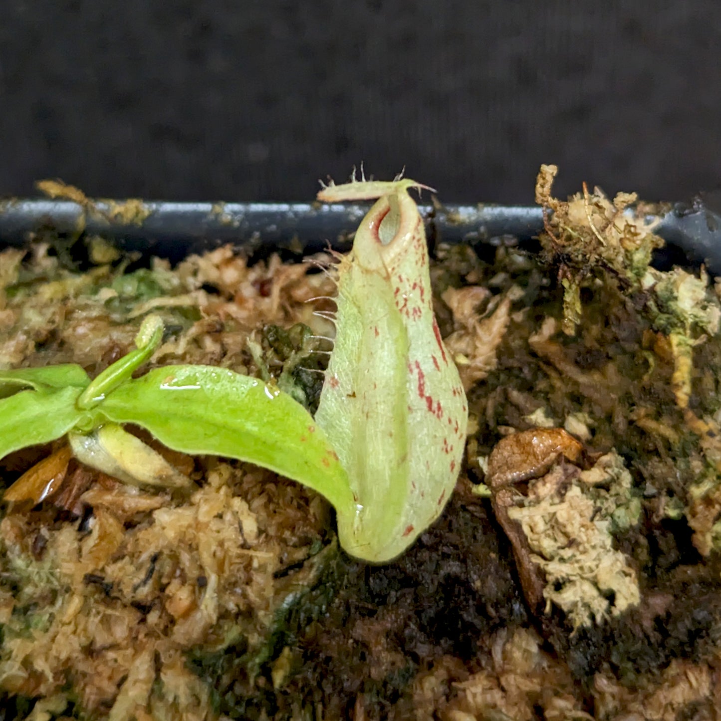 Nepenthes ('Viking' x ampullaria) x ampullaria