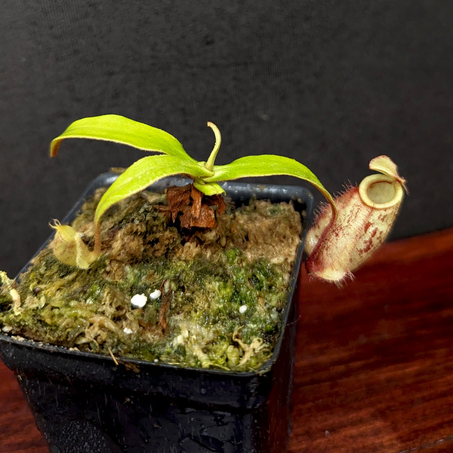 Nepenthes ('Viking' x ampullaria) x ampullaria