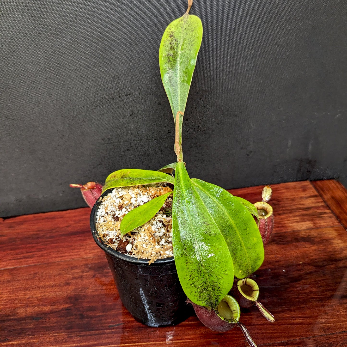 Nepenthes ampullaria (Red XC x 'Black Miracle'), CAR-0773