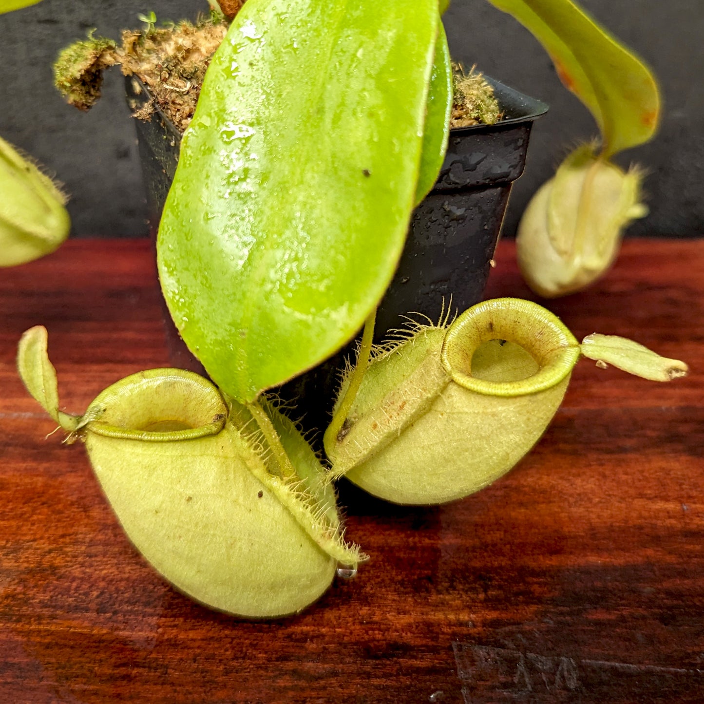 Nepenthes ampullaria (Red XC x 'Black Miracle'), CAR-0773