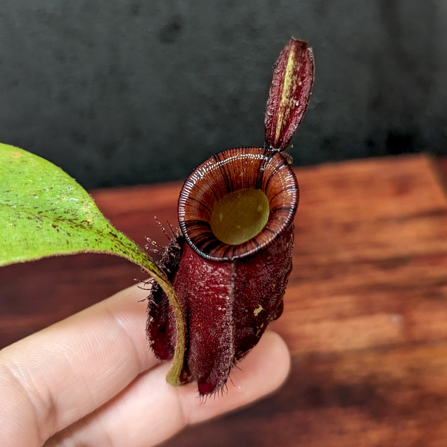Nepenthes ampullaria (Red XC x 'Black Miracle'), CAR-0773