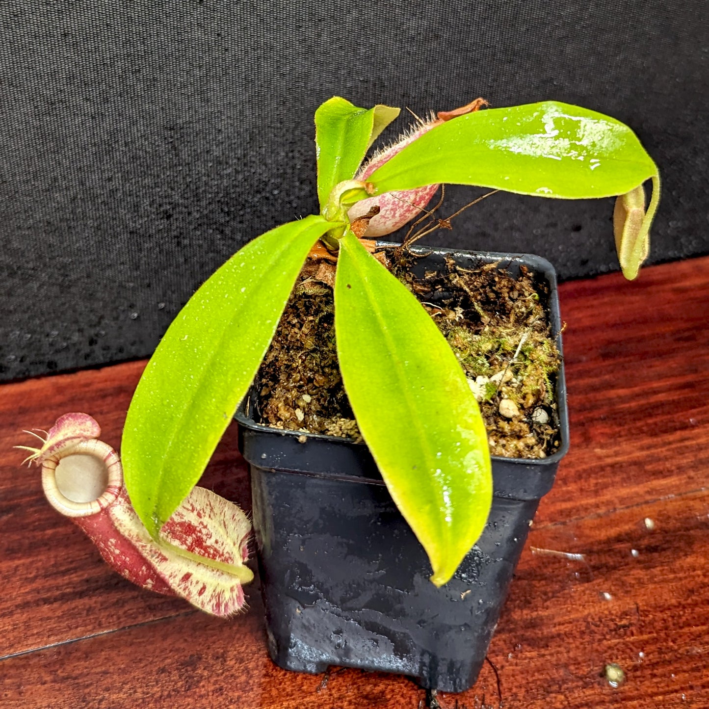 Nepenthes ampullaria Tricolor x rafflesiana white BE, CAR-0388
