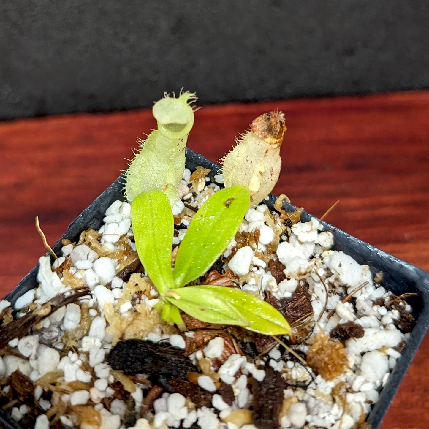 Nepenthes ampullaria Tricolor x rafflesiana white BE, CAR-0388