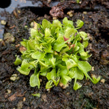 Venus Flytrap- Dionaea muscipula 'Crazy Cup' Venus Flytrap
