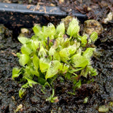 Venus Flytrap- Dionaea muscipula 'Crazy Cup' Venus Flytrap