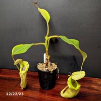Nepenthes platychila x robcantleyi, BE-3946 - Exact Plant 12/22/23