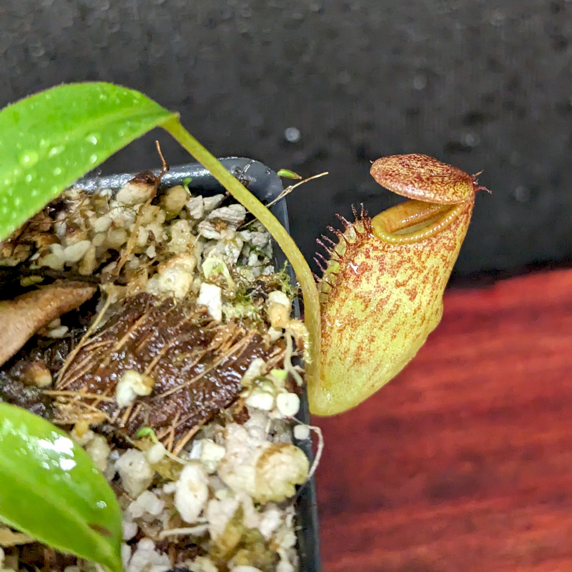 Nepenthes petiolata x talangensis, BE-3762 – Carnivero