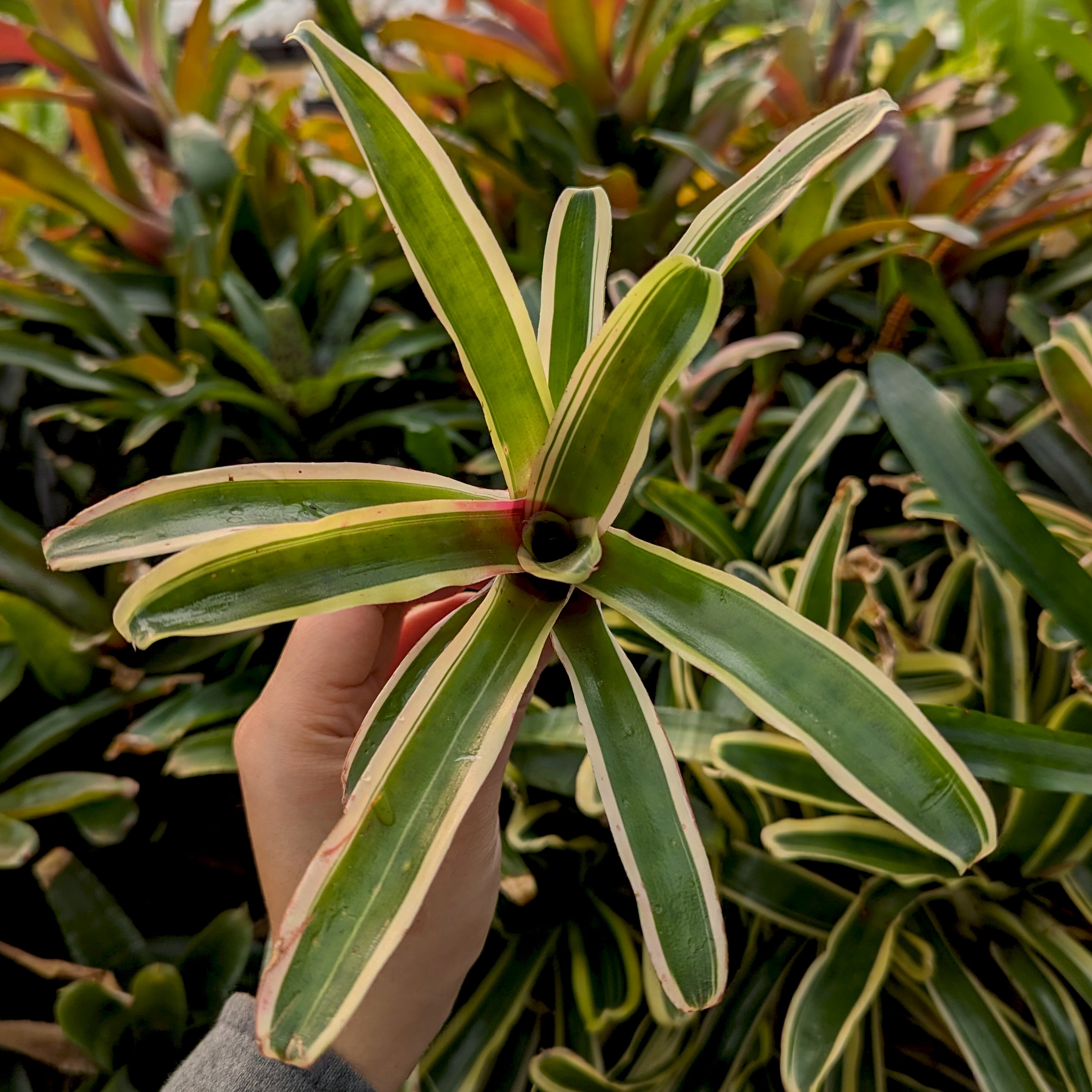 Bromeliad Neoregelia 'Donger' Tropical Plant – Carnivero