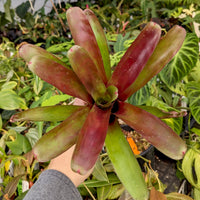 Bromeliad Neoregelia 'Fireball' Tropical Plant