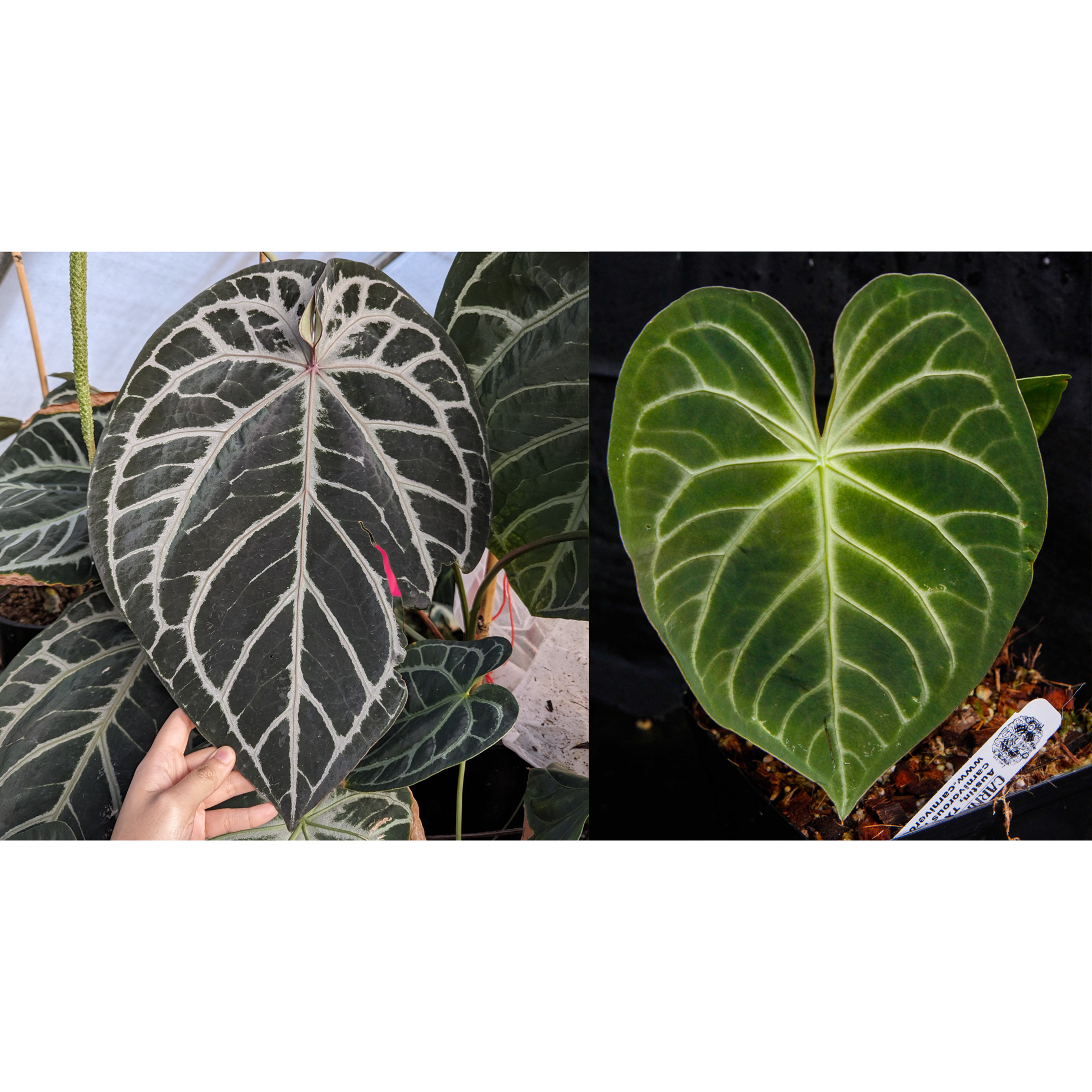 Anthurium crystalinum x Signatam 【公式通販】
