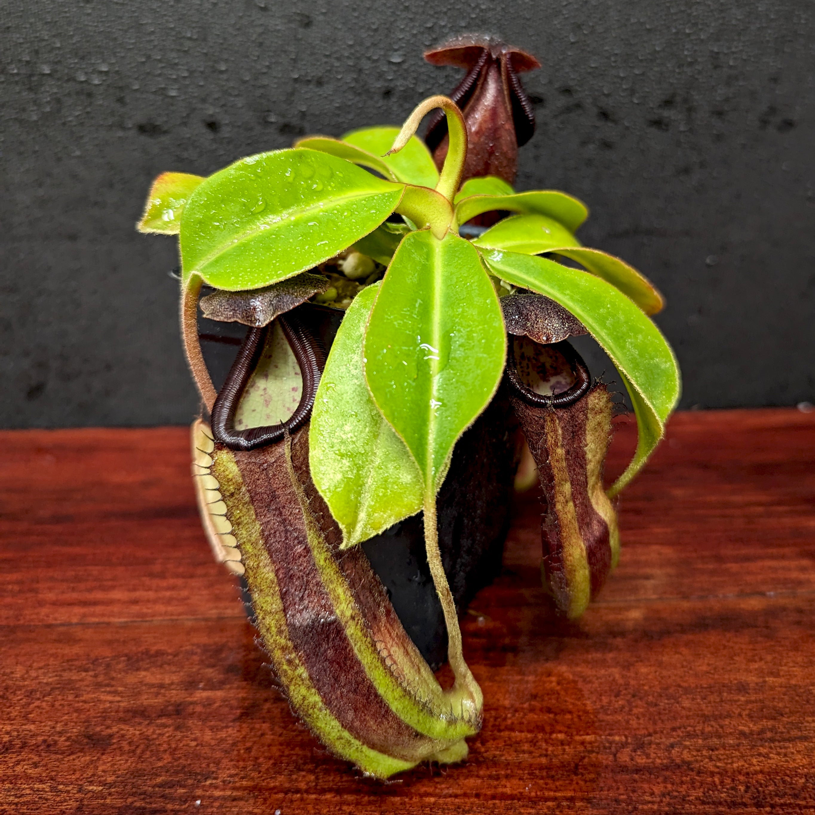 Nepenthes truncata (d) x (izumae x ramispina), CAR-0394 – Carnivero