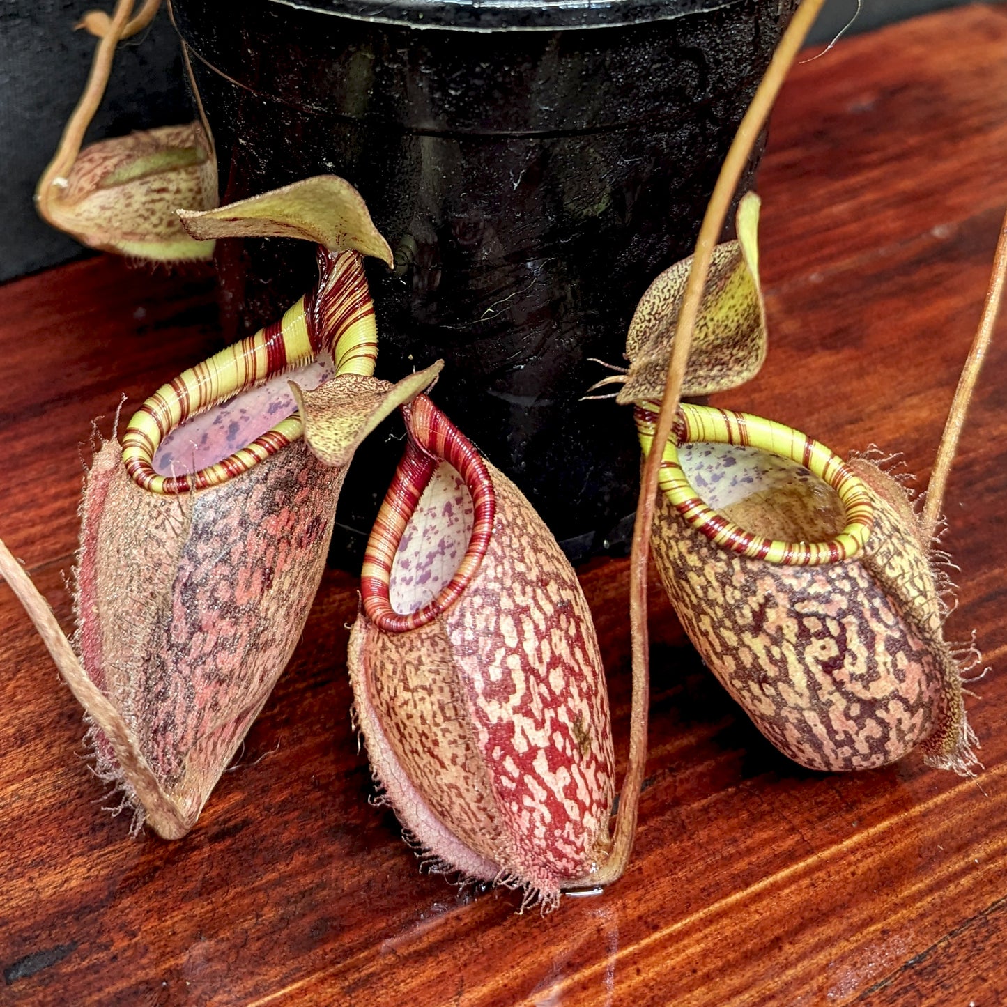 Nepenthes spectabilis (Giant) x undulatifolia, pitcher plant, carnivorous plant, collectors plant, large pitchers, rare plants