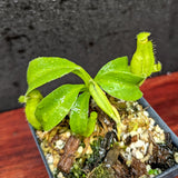 Nepenthes truncata (d) x talangensis, CAR-0371, pitcher plant, carnivorous plant, collectors plant, large pitchers, rare plants