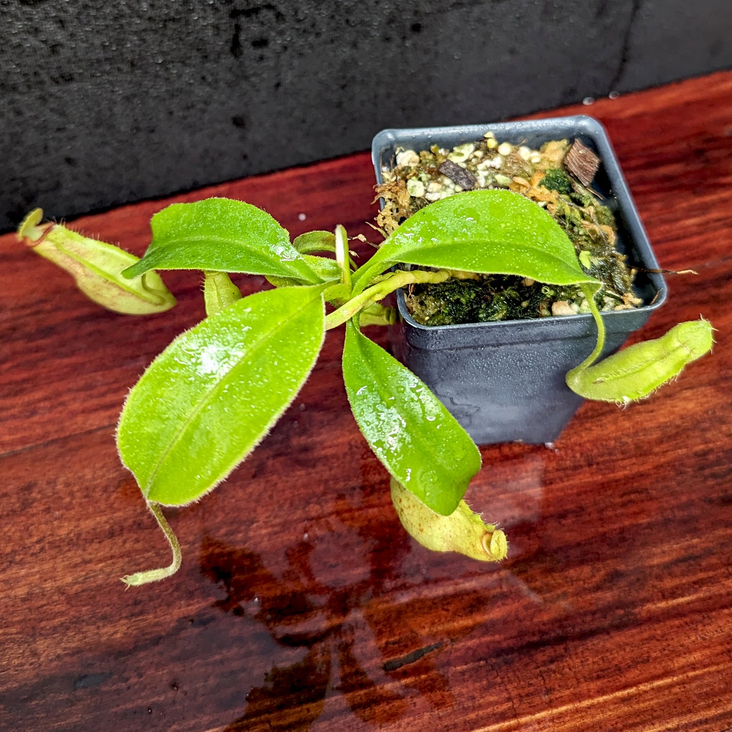 Nepenthes truncata (d) x talangensis, CAR-0371, pitcher plant, carnivorous plant, collectors plant, large pitchers, rare plants