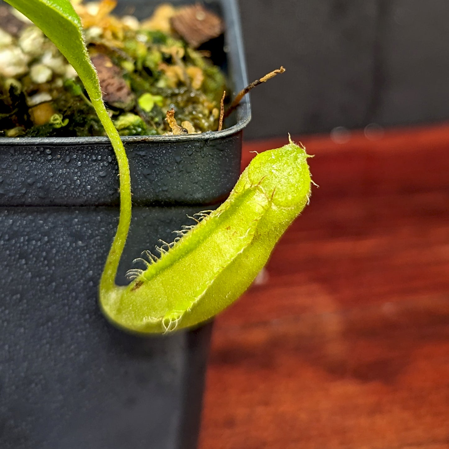 Nepenthes truncata (d) x talangensis, CAR-0371, pitcher plant, carnivorous plant, collectors plant, large pitchers, rare plants