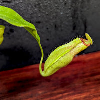 Nepenthes truncata (d) x talangensis, CAR-0371, pitcher plant, carnivorous plant, collectors plant, large pitchers, rare plants