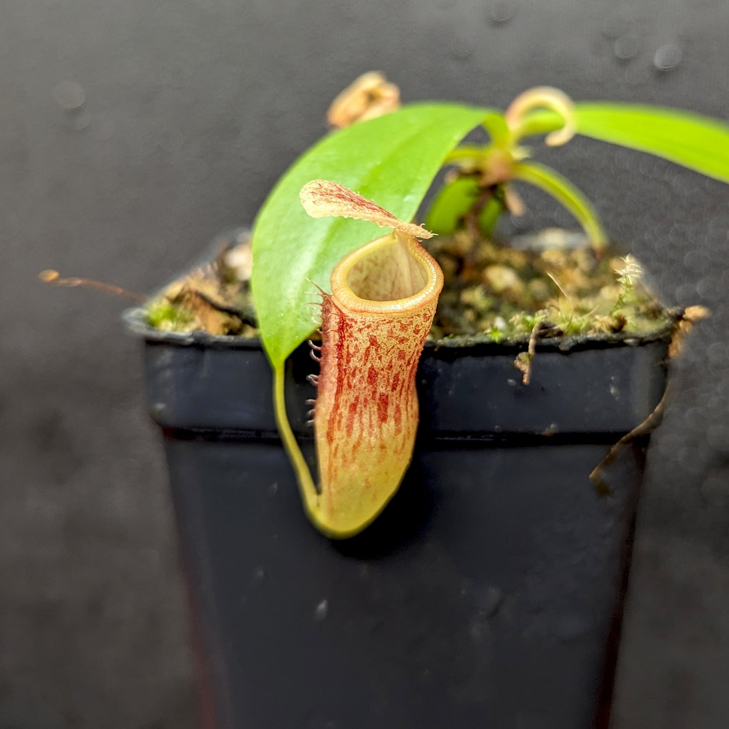 Nepenthes (spathulata x jacquelineae) x campanulata, CAR-0391