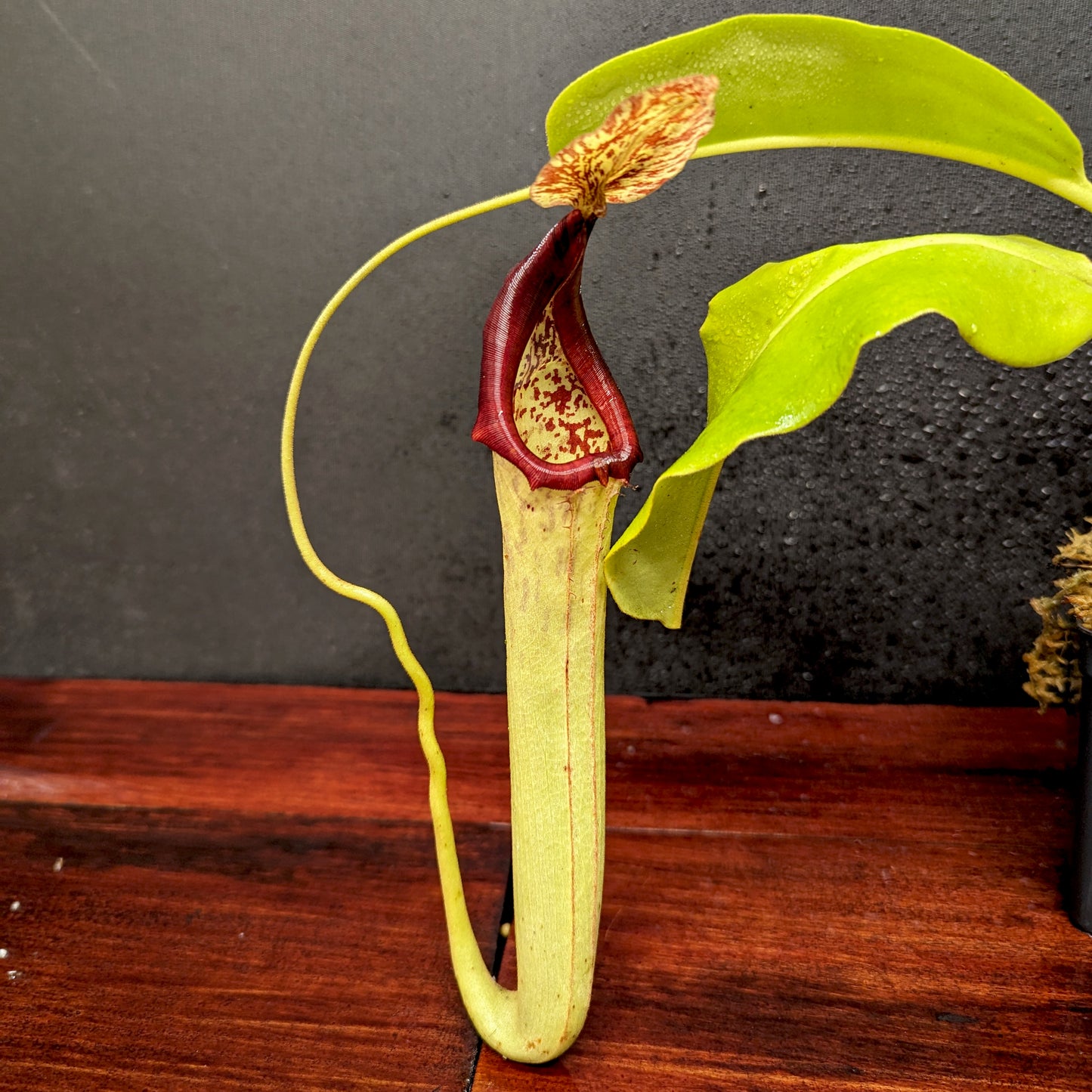 Nepenthes maxima (M) x truncata Red - Exact Plant 01/19/24