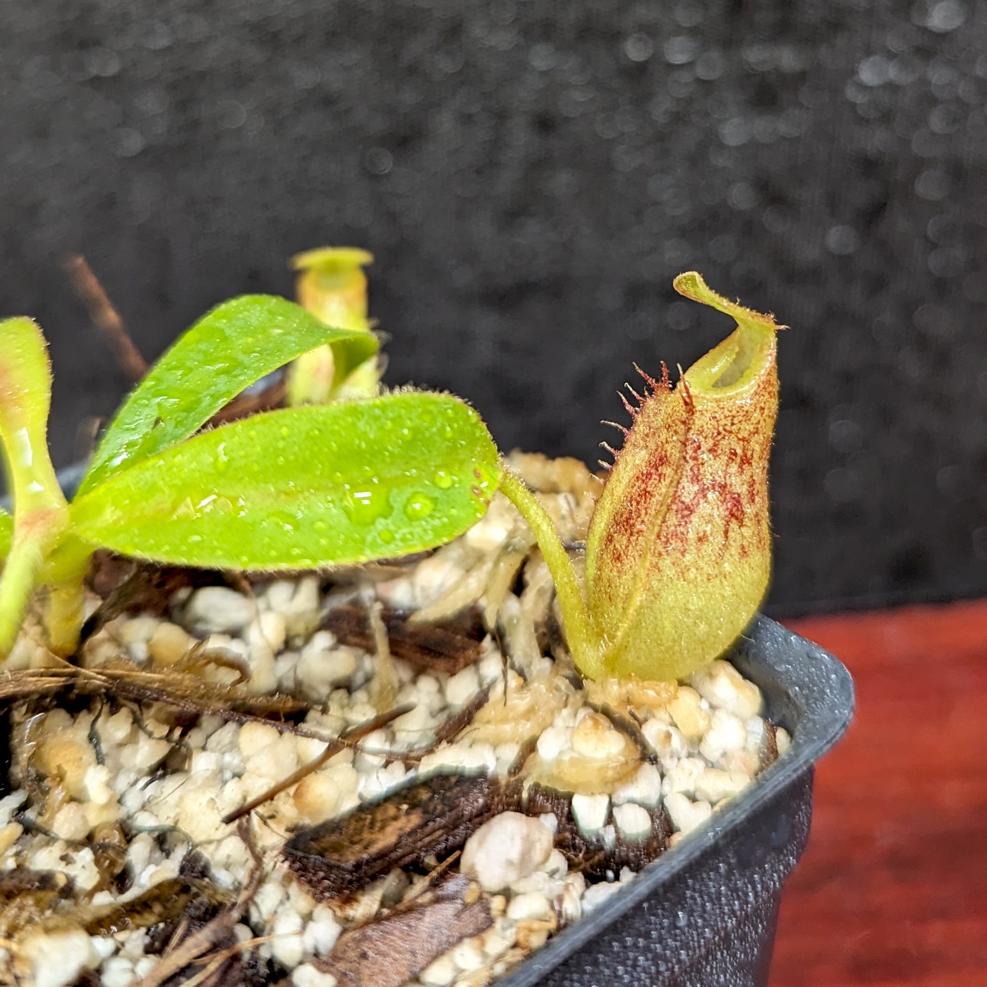 Nepenthes talangensis x veitchii 