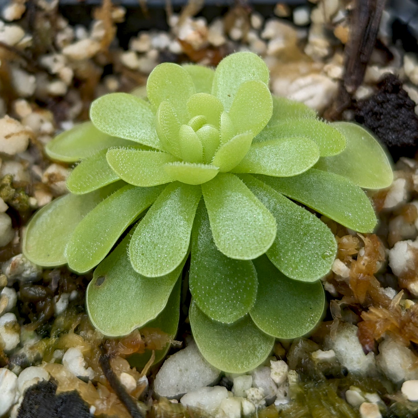 Pinguicula esseriana butterwort, Butterwort, carnivorous plant, gnat eating plant, beginner plant, fungus gnat eating plant, easy to grow, ping, Mexican butterwort, ping plant.