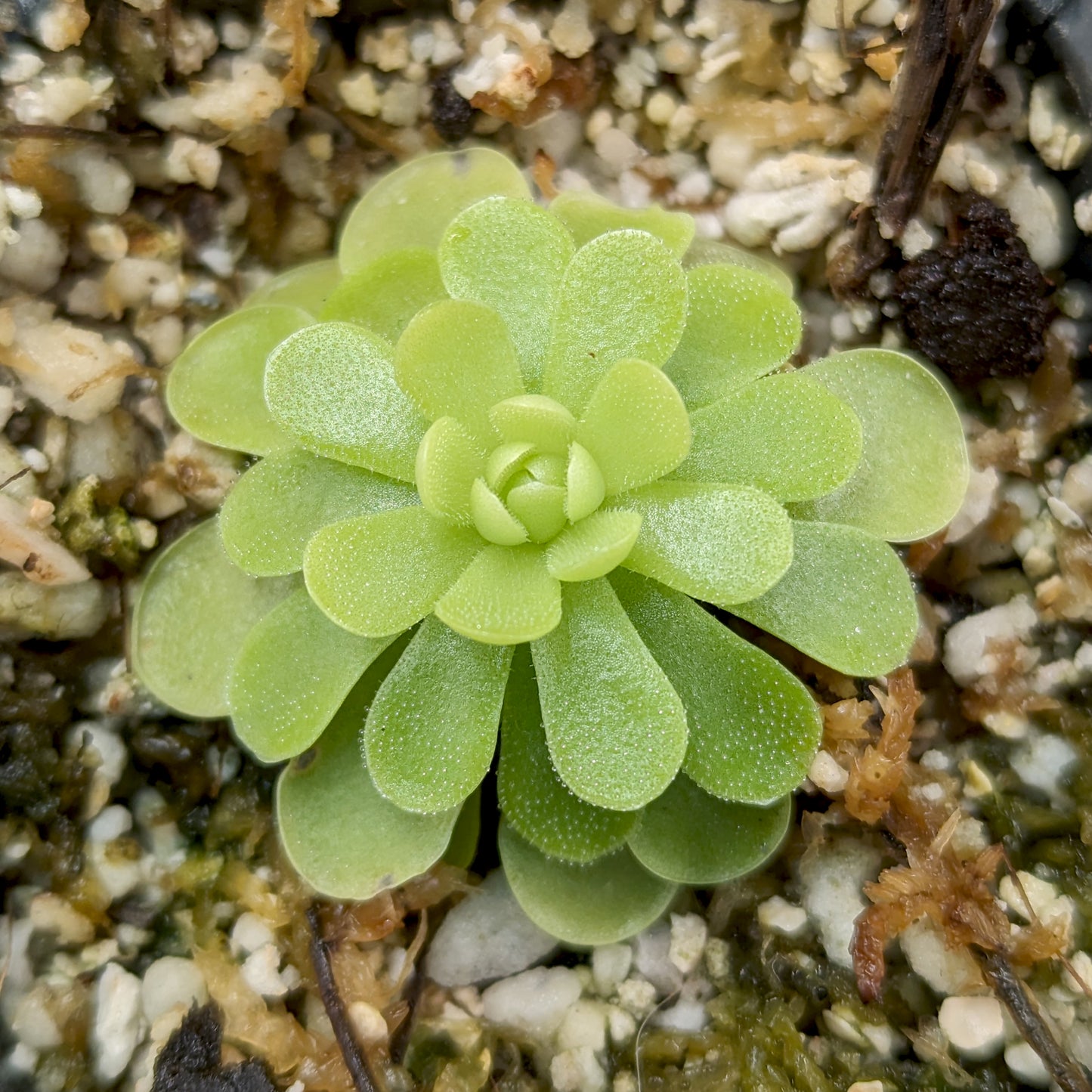 Pinguicula esseriana butterwort, Butterwort, carnivorous plant, gnat eating plant, beginner plant, fungus gnat eating plant, easy to grow, ping, Mexican butterwort, ping plant.