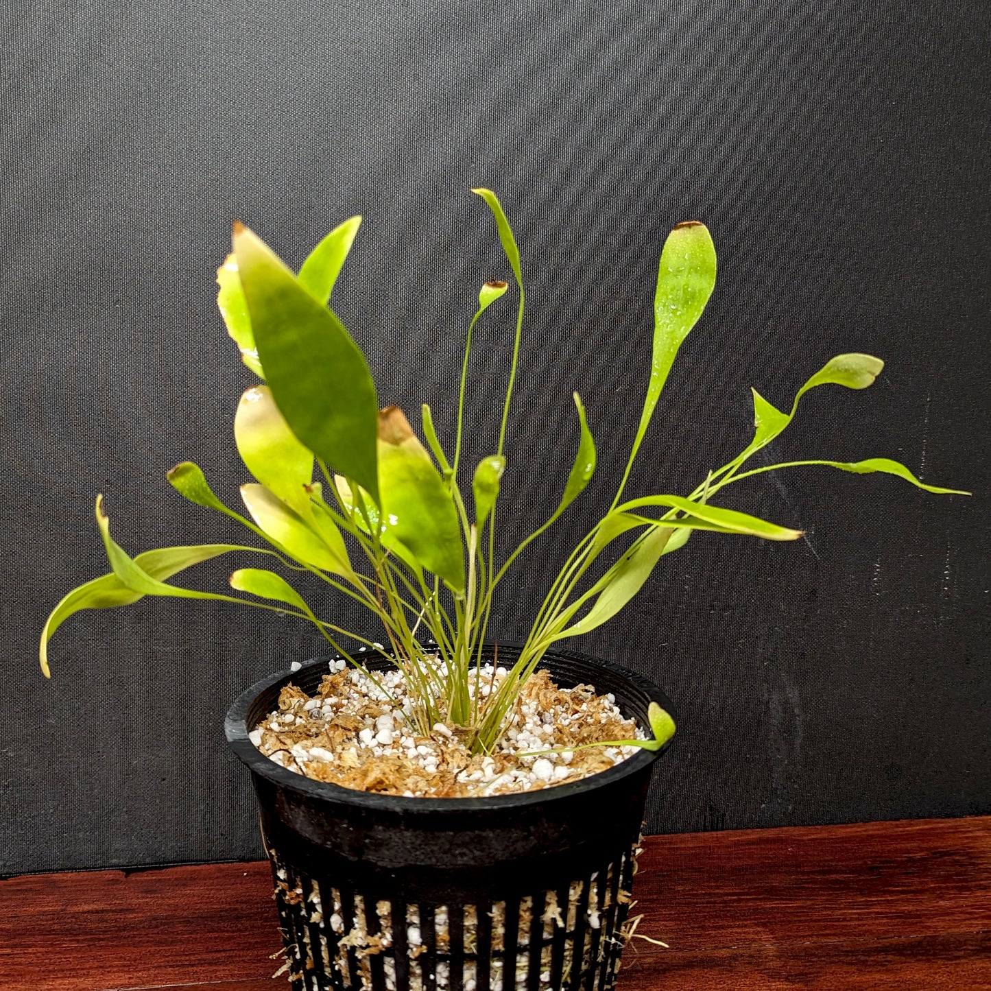 Utricularia alpina, Alpine Bladderwort, CAR-0396