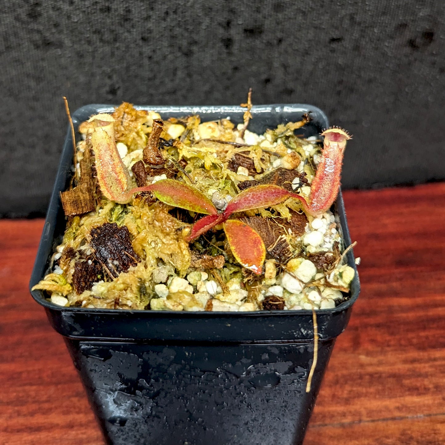 Nepenthes veitchii x clipeata, CAR-0128